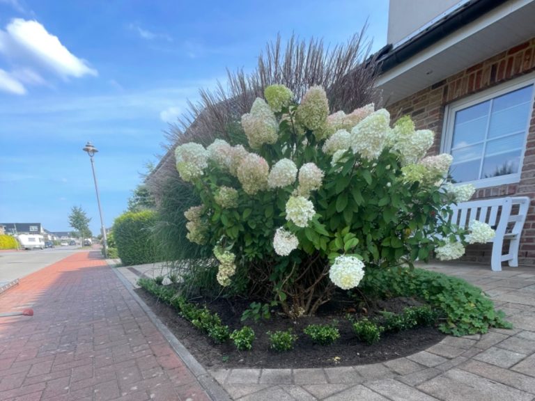 Hortensien mit Ilex Neu angelegtes Beet mit Hortensie und Ilexpflanzen durch LDM Services in Pinneberg – professionelle Gartengestaltung mit strukturierter Bepf